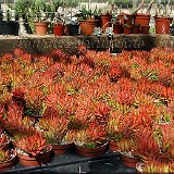 HAWORTHIA (Xanthorrhoeaceae)